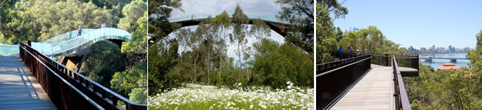 Lotterywest Federation Walkway | Kings Park